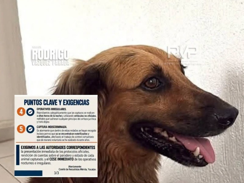 ¿Perros sacrificados en Mérida? Exigen transparencia sobre&nbsp;greñas